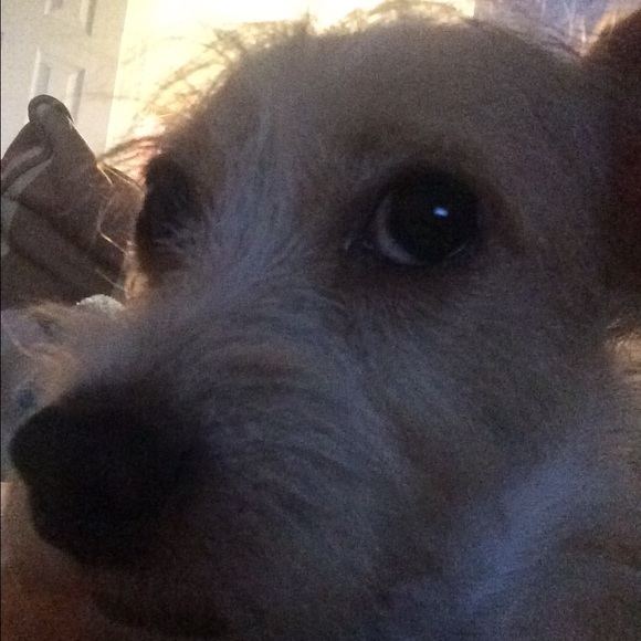 Profile Picture of Daniel Zamorano (@danzam) on Poshmark