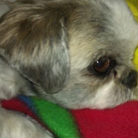 julie miller - Pinterest Profile Picture of julie miller (@luckyboy831) on Pinterest