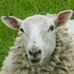 Profile Picture of Se Baa Stion Sheepington (@Se-Baa-Stion-Sheepington) on Facebook