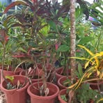 Profile Picture of Dorin Jimmy (@Dorin-Jimmy) on Facebook