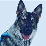 Profile Picture of Erica Linke (@swedish_crime) on Instagram