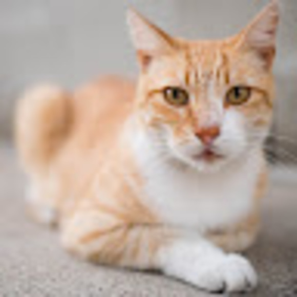 Profile Picture of Ry Uemura (@ryuemura) on Poshmark