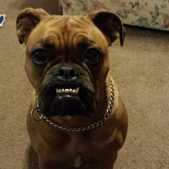 Profile Picture of Brianna Schooler (@bri_schooler) on Poshmark