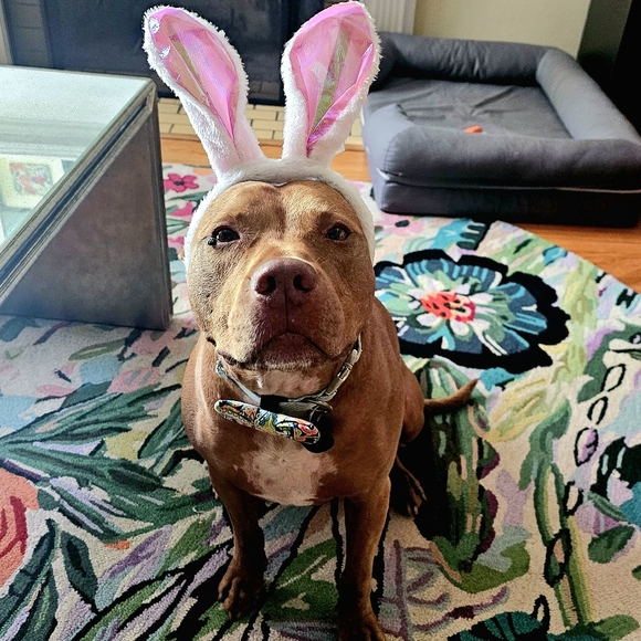 Profile Picture of Katherine Misiewicz (@katieqbeans) on Poshmark