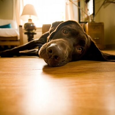 Profile Picture of Paula Feldman (@feldman_paula) on Twitter