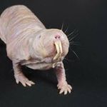 Jules Gautier - Instagram Profile Picture of Jules Gautier (@gautierjules) on Instagram