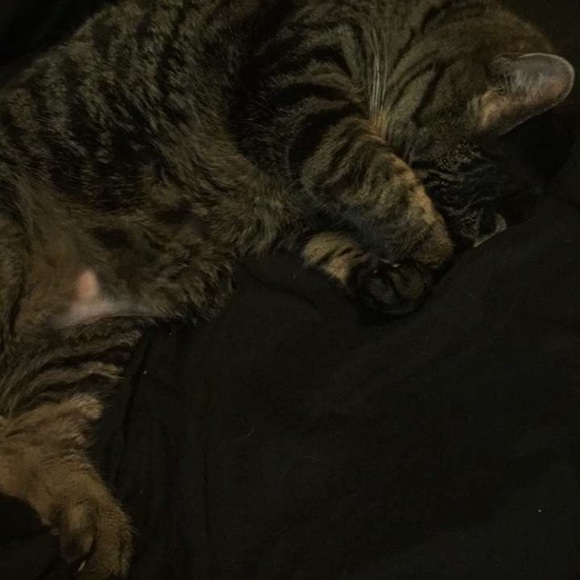 Profile Picture of Bryn Trisler (@brynalexa) on Poshmark