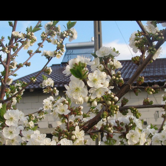 Profile Picture of Elena Bejan (@eliana2000) on Poshmark