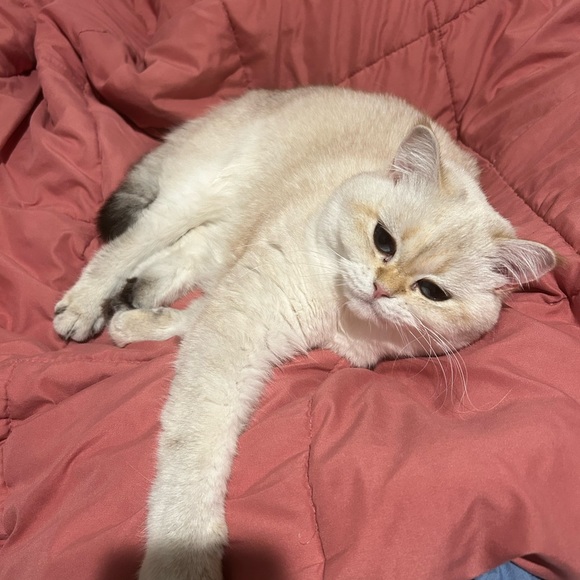 Profile Picture of Bobby Jack (@hania1998) on Poshmark