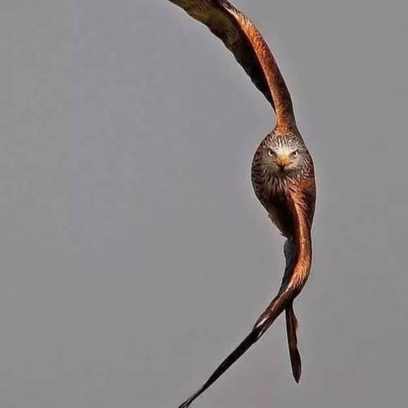 Todd Burkard - Poshmark Profile Picture of Todd Burkard (@raptor73) on Poshmark