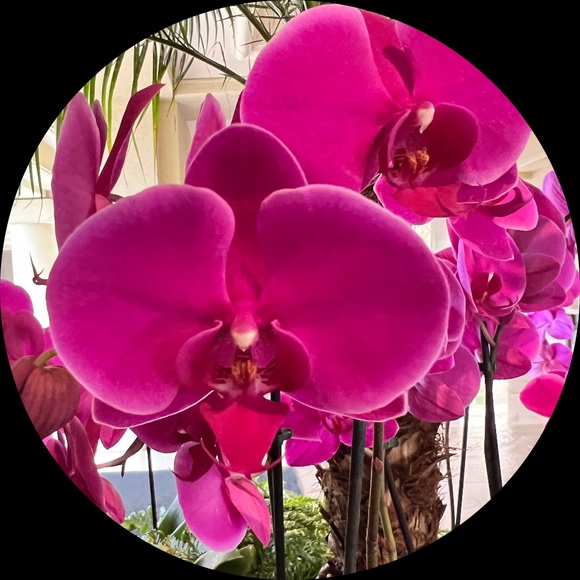 Profile Picture of Cindy Wise (@cw354) on Poshmark