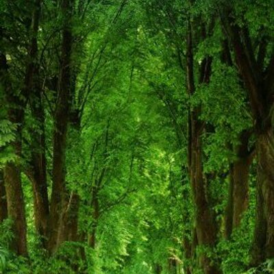 Profile Picture of Aurelío Miranda (@c598ca0d2fe848a) on Twitter