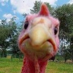 Profile Picture of steven olmstead (@turkey_trottz) on Instagram