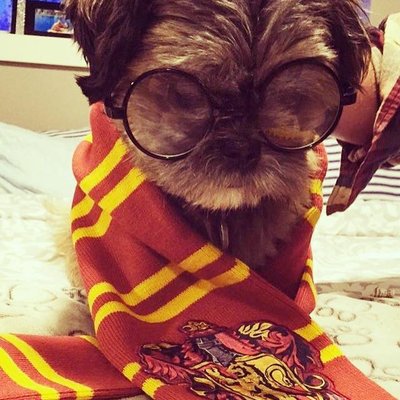 Profile Picture of Lk (@kovac_lisa) on Twitter