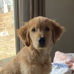 Profile Picture of Alicia Heiler (@millysgoldenadventures) on Instagram