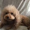 Profile Picture of Peter Tan (@@petertan777) on Tiktok