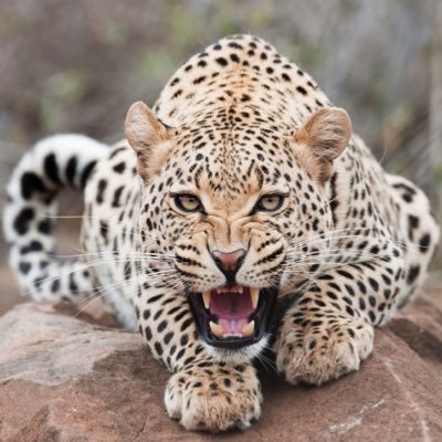 Profile Picture of Surbir Kumal (@Surbir_chuneli) on Twitter