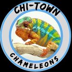 Profile Picture of Shawn Thompson (@chitown_chameleons) on Instagram