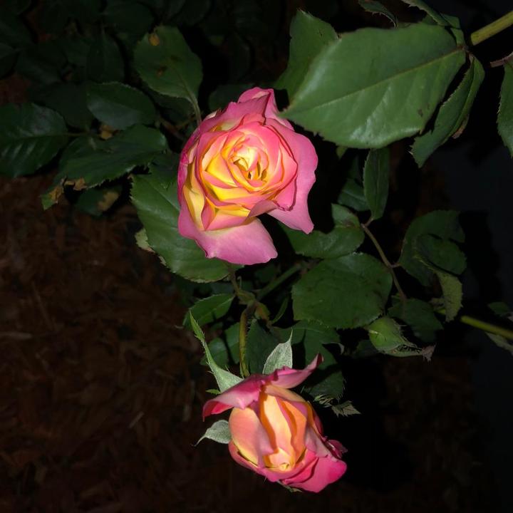 Profile Picture of Casey (@@caseyorcasey) on Tiktok