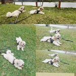 Profile Picture of Billy & Brutus (@oslhasa) on Instagram