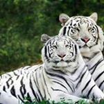 Profile Picture of Ricardo Abel Quevedo (@ricardoabelquevedo) on Instagram