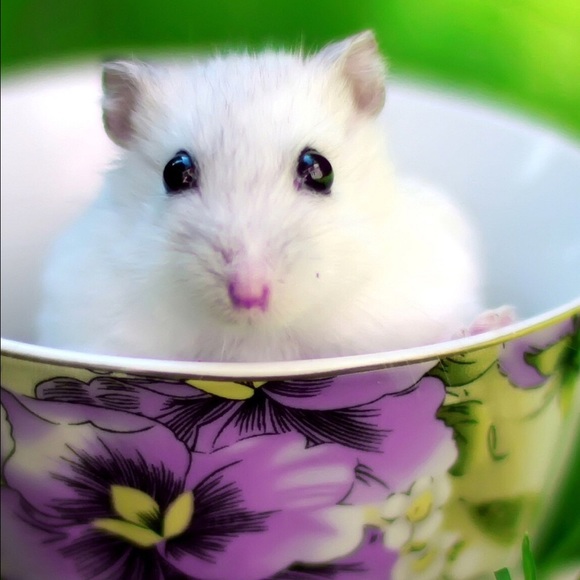 Profile Picture of Kristi Gonnella (@krisgonn) on Poshmark