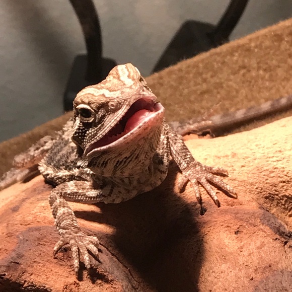 Profile Picture of Nazir Cruz (@nazircruz21) on Poshmark