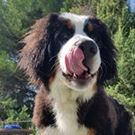 Profile Picture of Ralph The Bernese Mountaindog (@ralphythebernese) on Instagram