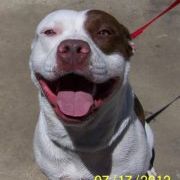 Profile Picture of Kayla Gallagher (@lonefox07) on Pinterest