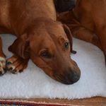 Profile Picture of rosemary throssell (@rhodesianridgebackinstagram) on Instagram