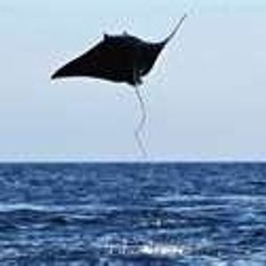 Profile Picture of Lisa Kestel (@adventuresinthejungle) on Myspace