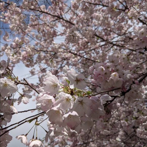 Profile Picture of Ammarah Karbani (@ammarah17) on Poshmark