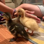 Profile Picture of NOOCH DUCKS (@jerry_brodie_howard_) on Instagram