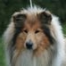 Profile Picture of Evelyn Scheil (@hombo.rhododendronwaldchen) on Facebook