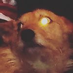Profile Picture of Brian_Mcsharry🦔 (@brian_mcsharry) on Instagram