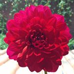 Tomoko Chonan - Instagram Profile Picture of Tomoko Chonan (@tomoko_chonan) on Instagram