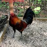 Profile Picture of Jesse King (@stickygamefowl) on Instagram