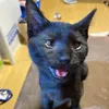 Profile Picture of Shojiro Matsuo746 (@@seanmattu) on Tiktok