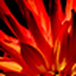 Profile Picture of David Morrison (@dgm.images) on Flickr