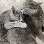 Profile Picture of Zoe & Gibbs (@zoe_and_gibson) on Instagram