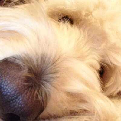 Profile Picture of Cindy Hunt (@mickeyfanz) on Twitter