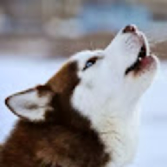 Profile Picture of Eduardo Calzadillas (@eduardocalzadil) on Poshmark