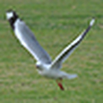 Profile Picture of Ramakrishnan Mani (@ram nz) on Flickr