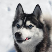 Profile Picture of Kevin Wang (@kevinwang2209) on Youtube