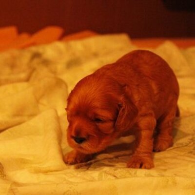 Profile Picture of Robert Caldera (@rolerorobert) on Twitter