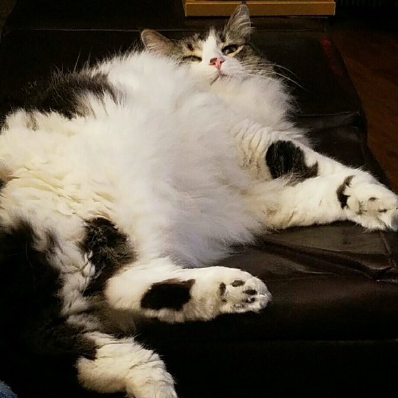 Profile Picture of Doris Patke (@dpatke) on Poshmark