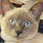 Profile Picture of Lorenzo Miguel (@lorenzomsoler) on Flickr