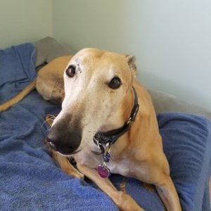 Profile Picture of Sean Snoozer (@BingeSnoozer) on Twitter