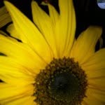 Profile Picture of danielriesen (@danielriesen) on Instagram