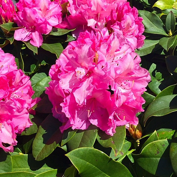 Melissa Zarnoch - Poshmark Profile Picture of Melissa Zarnoch (@shopsellmel) on Poshmark